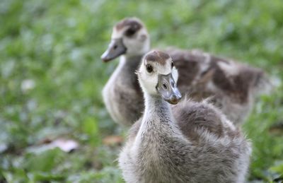 Close-up of sheep on field