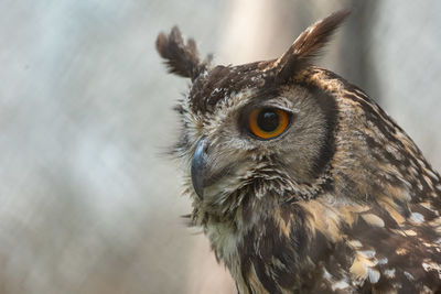 Close-up portrait of owl