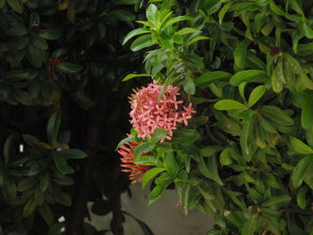 Close-up of flowers blooming outdoors