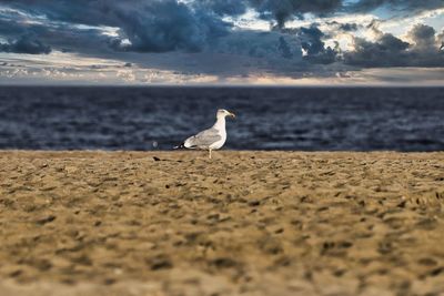 Seagull on beach