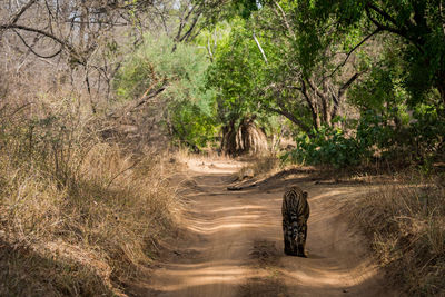 View of dirt road in forest