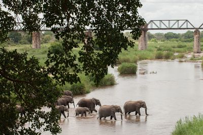 Elephant on river by trees against sky