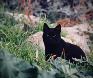 Close-up of black cat sitting on grass