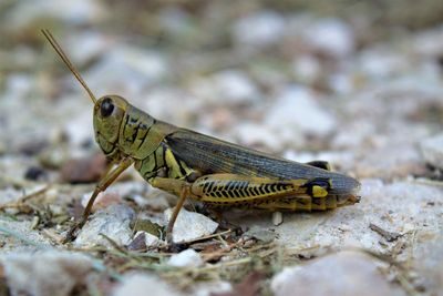 Close-up of insect