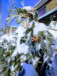 Close-up of frozen tree against sky