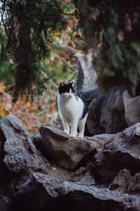 Dog standing on rock