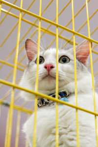 Close-up portrait of a cat in cage