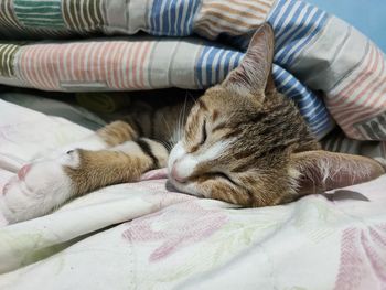 Cat sleeping on bed