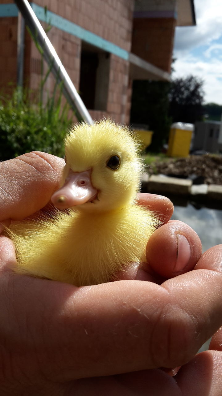 CLOSE-UP OF PERSON HAND HOLDING BIRD