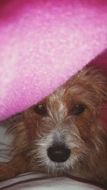 Close-up portrait of a dog