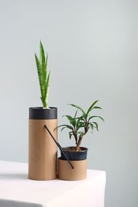 Potted plant against wall