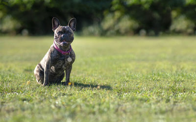 Portrait of dog on field