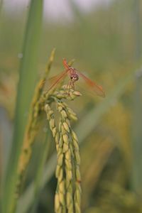 Dragonfly in rice field, natural enemy of rice insect pest