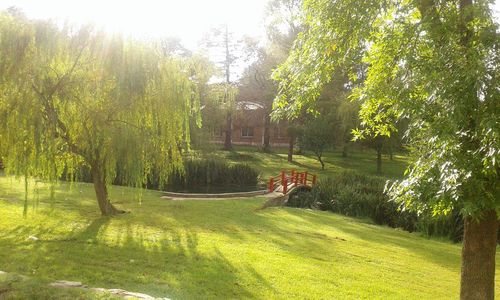 Trees and plants in park