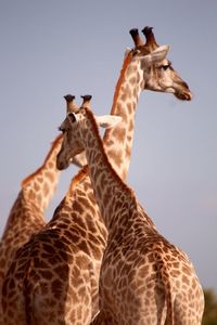 Low angle view of giraffe against sky