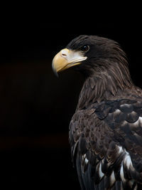 Close-up of eagle against black background