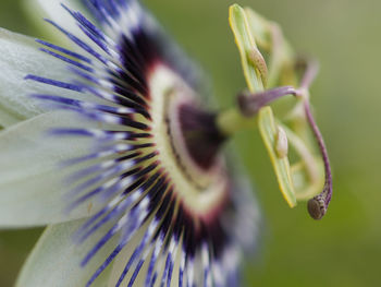 Close-up of purple flowering plant