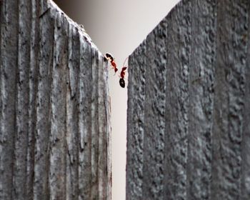 Close-up of insect on tree trunk against wall