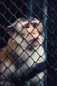 Portrait of a monkey in cage seen through chainlink fence