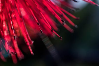 Close-up of red flower