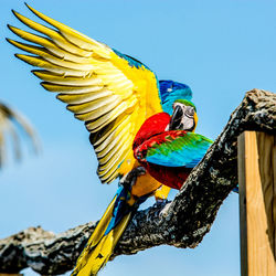 Low angle view of parrot perching on a tree