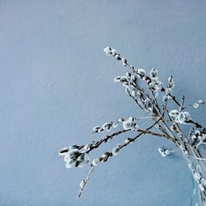 Low angle view of snow covered tree against sky