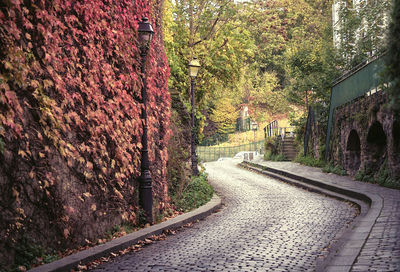 Empty road along trees and plants