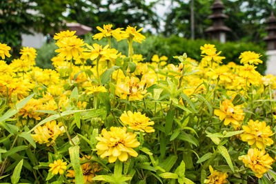 Close-up of yellow flowers in field