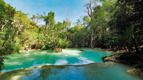 Scenic view of swimming pool in forest against sky