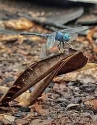 Close-up of insect on rock