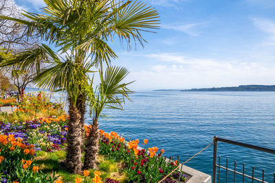 Holidays at beautiful lake constance summer time with colorful flowers and palm trees