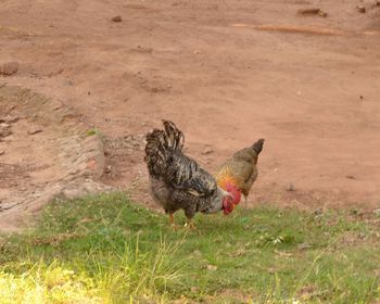 Birds on ground