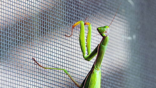 Close-up of mantis 