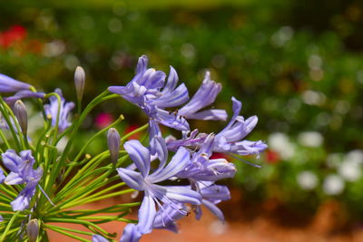 Close-up of purple flowering plant