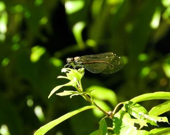 Close-up of insect on plant