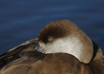 Close-up of a bird