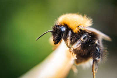 Close-up of bee pollinating on flower