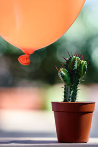 Close-up of potted plant by balloon