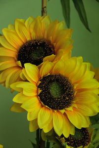 Close-up of sunflower blooming outdoors