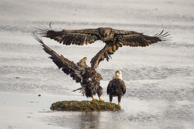 Bald eagles in fight