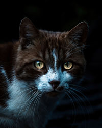 Close-up portrait of cat