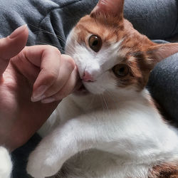 Close-up of person hand holding cat