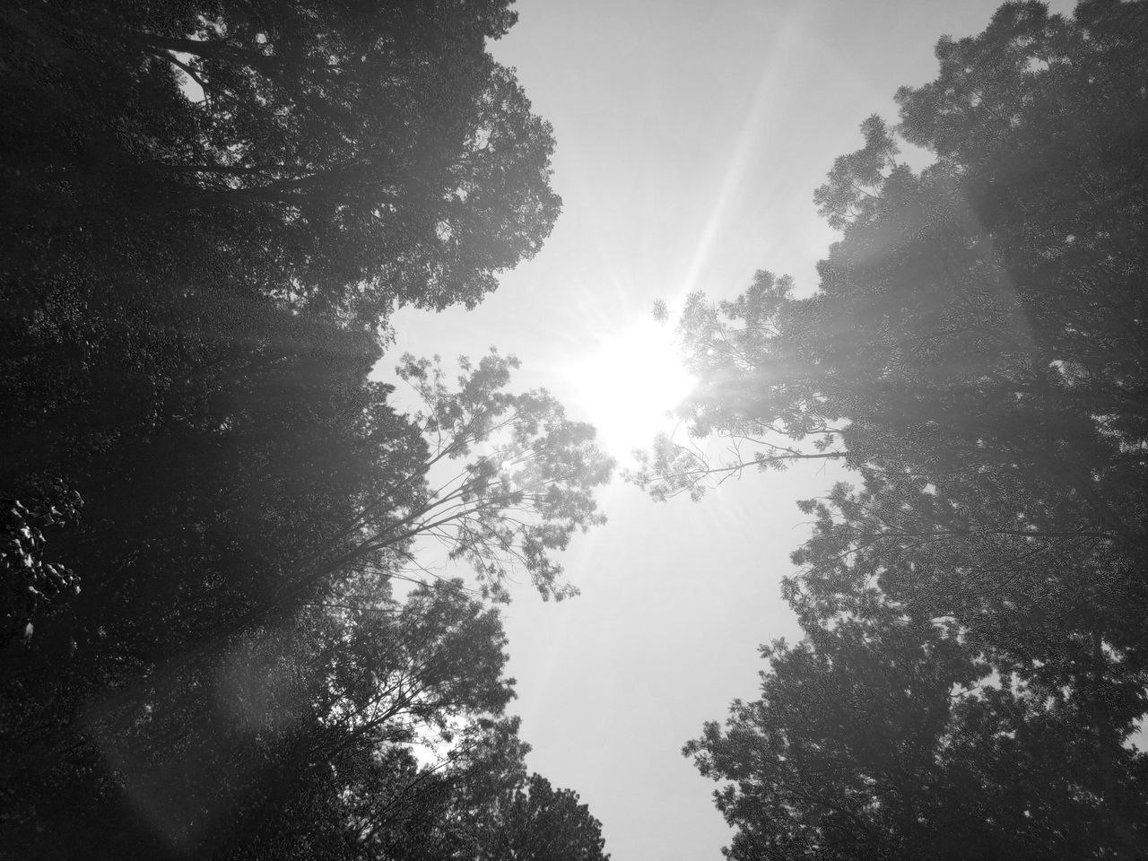 LOW ANGLE VIEW OF TREE AGAINST SKY