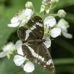 Close-up of butterfly pollinating on flower
