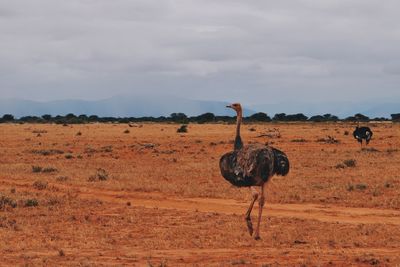 Bird on landscape against sky