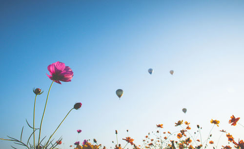 Low angle view of flowering plants against clear blue sky