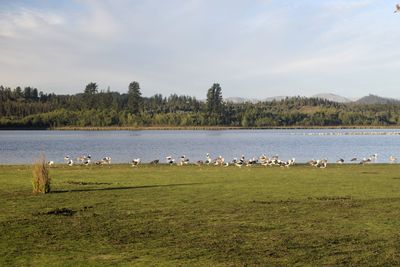 View of birds on land against sky