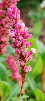 Close-up of pink flowering plant