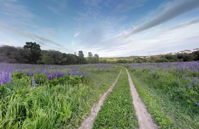 Scenic view of lavender field against sky