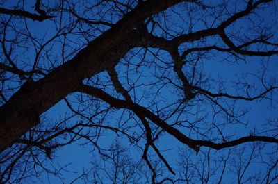 Low angle view of bare trees against sky